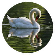 Swan reflected in water